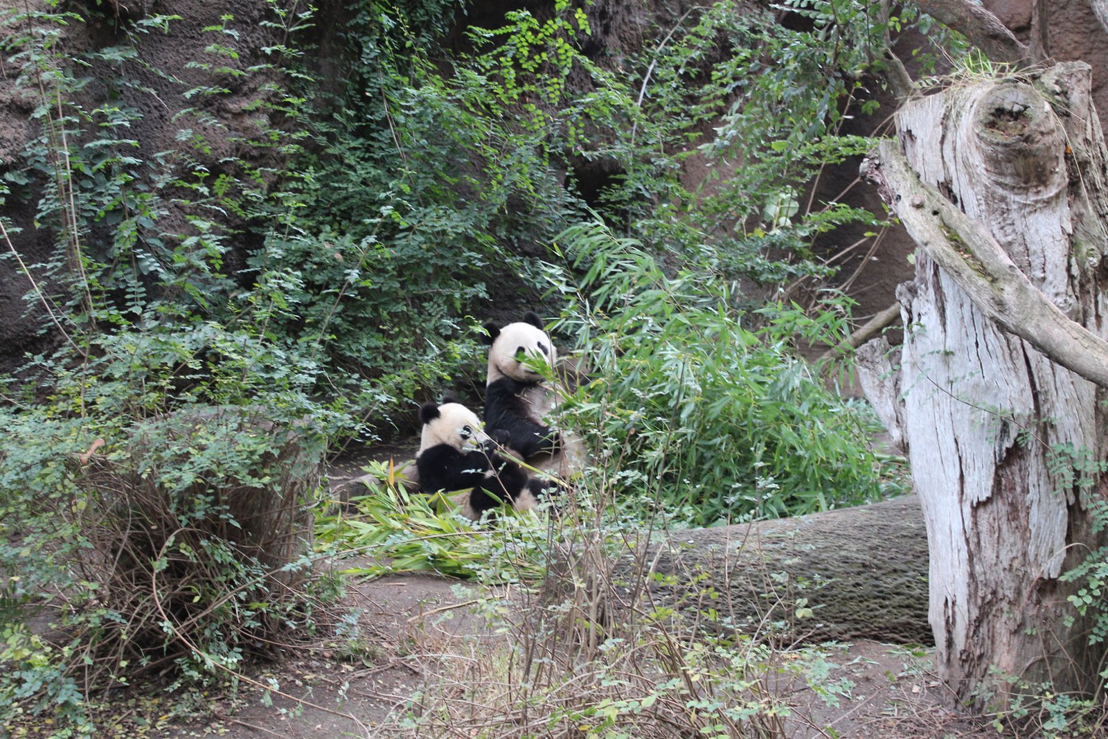 San Diego Zoo Part II 192